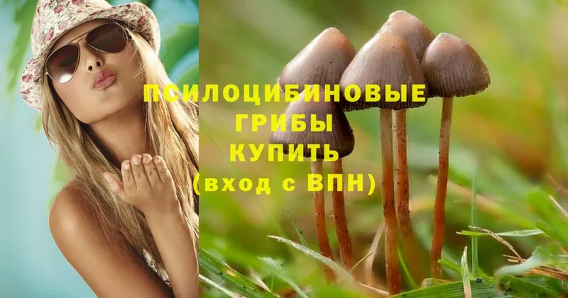 Галлюциногенные грибы Psilocybe  где продают наркотики  Вятские Поляны 